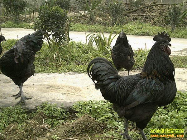 �̿ǵ�����ֳ����Ҫ��