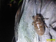 [�۽���ũ]ɽ�����������ֳ����ժ���1Ԫ1��Ч���