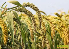 2016����Ӽ۸�����Ԥ��