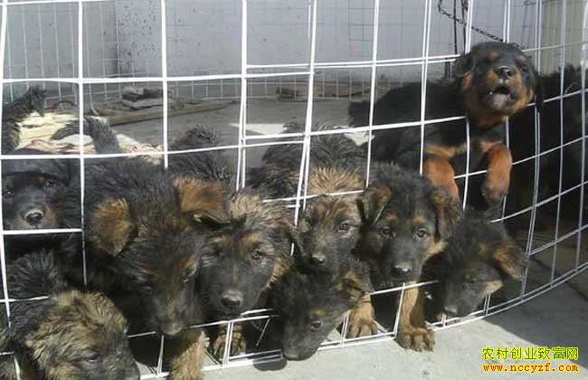 ���⹷��ƭ�˵��� ɽ�������⹷��ֳƭ�ֽ���