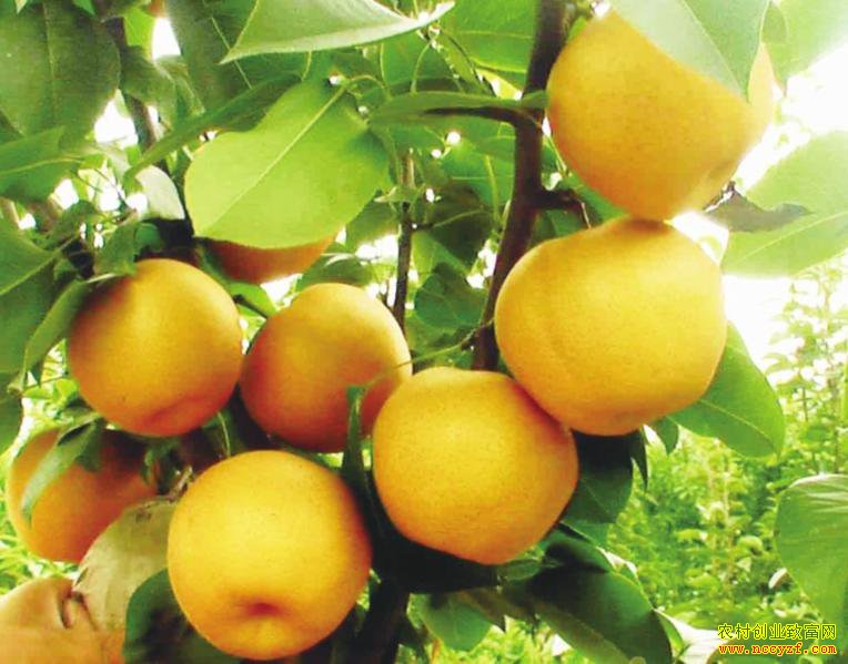 ɽ������������ֲ��������ũ�����¸�·