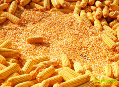 2016���׼۸�����Ԥ�⣺����������������ߡ�����·��