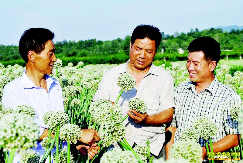 ���غ챦����г�Ϊ��ֲ��ũ����ƶ�¸�����ѡƷ��