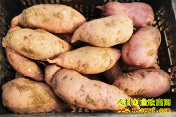 ɽ����ˮ�������еĲ˵ع������г�Ķ����6000Ԫ