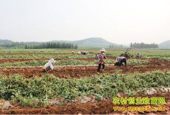 ɽ����ˮ�������еĲ˵ع������г�Ķ����6000Ԫ