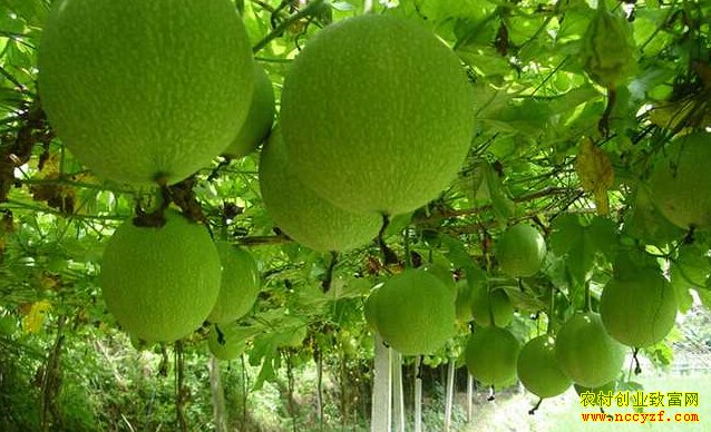 ɽ���������򻪵���ҩ����ֲ�¸���