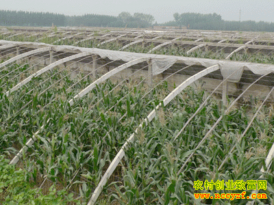 ɽ��۰��������һĶ��������3Ķ��Ǯ