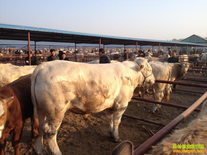 �Ĵ���Ԫ����ȫ��ֳ��ţ������60����Ԫ