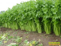 [ũ�����]�۲���¶�����༼����Ƶ