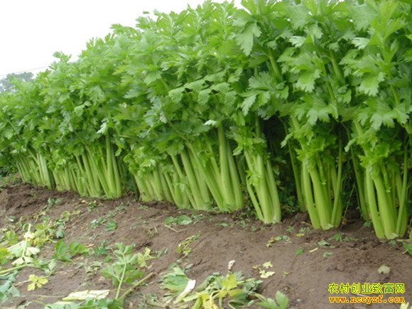 [ũ�����]�۲���¶������20160815