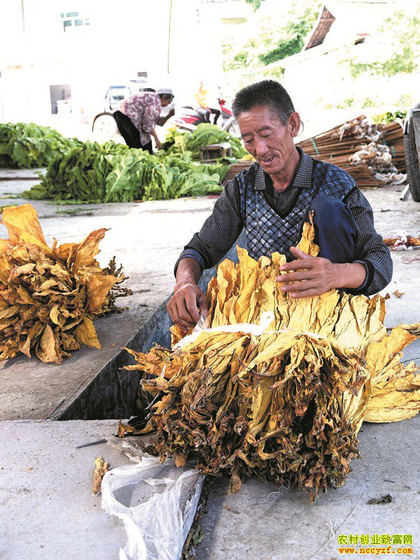 �Ĵ��������ȵ���ֲ����������12��Ԫ