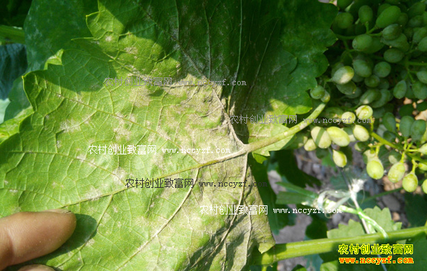 ������ֲ����������˪ù�����η���