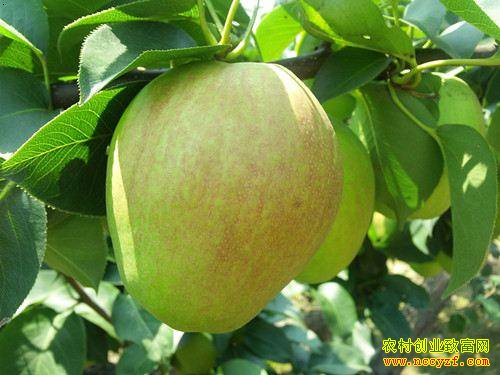 �����ߺ�