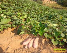 �ӱ�Ԫ�ϡ�������������־���ֺ�����ҵ�¸�