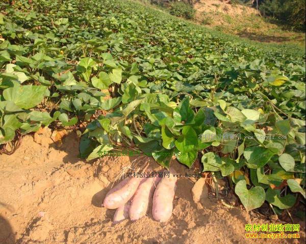 �ӱ�Ԫ�ϡ�������������־���ֺ�����ҵ�¸�