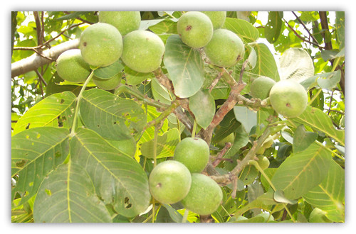 �������κ������ɸ���