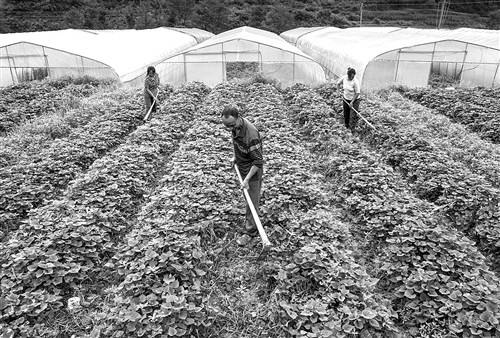 ����ǭ������������������ ���ϵ�����Ч��