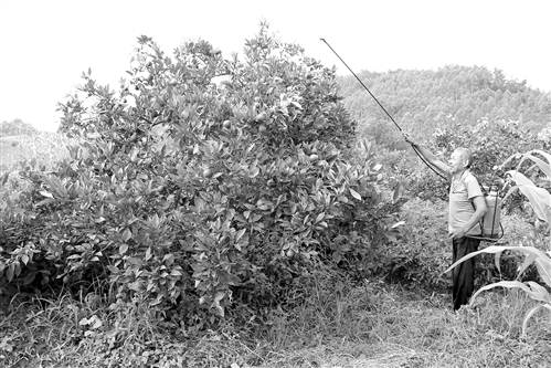 ����ᶼ������ֲ���260�����50��