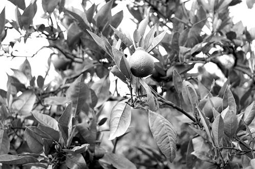 ����ᶼ������ֲ���260�����50��