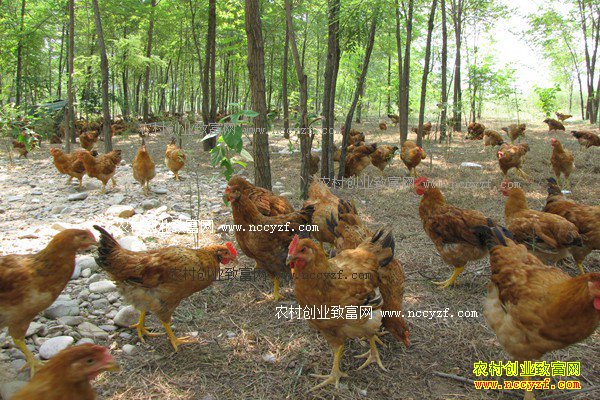 ����������ũ������������ＦЧ��ó��¸�����Ŀ