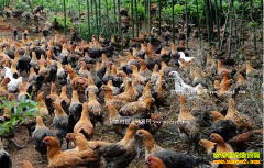 �������������ػ���ҵ��ֳ�����鼦����1800��Ԫ