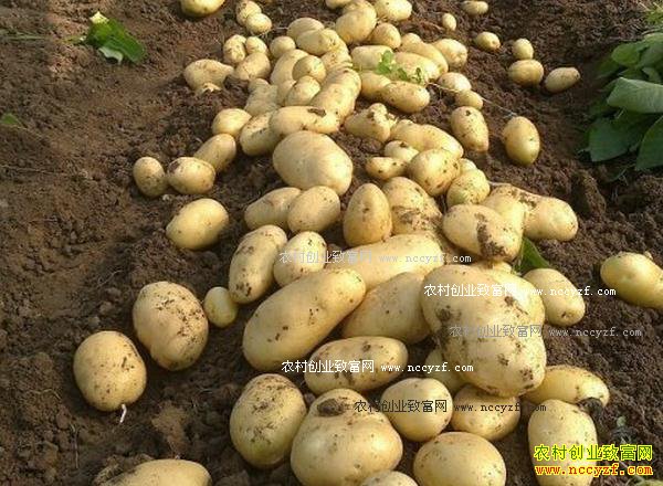 �����۸�����Ԥ�⣺������������ ������������ƫ��