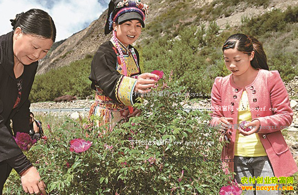 �Ĵ�С���س�������ֲʳ��õ��Ч���