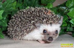 ������¡�����������200��ֻ������10����