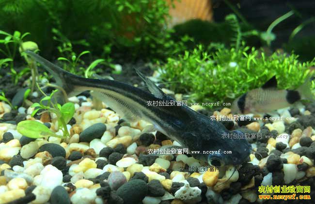 �Ĵ�ͨ��������ֳ��ˮ����׬Ǯ����Ѱ��·