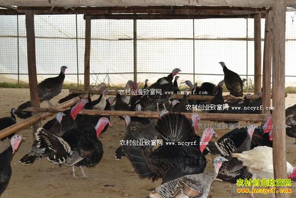 ������ֳҪ�Ѻá��Ĺء�