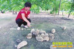 ɽ�����ؽ�������ֳ��⬳�ũ���¸�����Ŀ