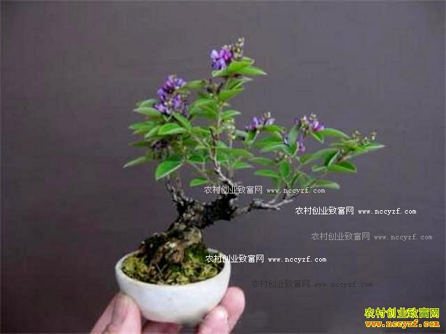 ��ɫ΢�������г�ǰ������