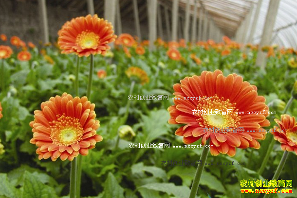 ���պ�����������ֲ���޾�һĶ������5��Ԫ