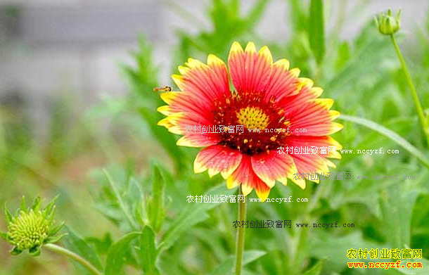 ������Ϊ�Ŷ�����ֲ���޾պ�õ��������300����Ԫ