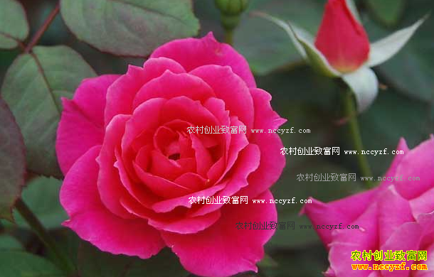 ������Ϊ�Ŷ�����ֲ���޾պ�õ��������300����Ԫ