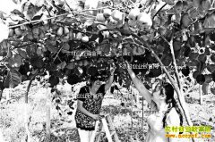 ����ͭ����Ϊʤ��ֲ����⨺������ֵǧ��Ԫ