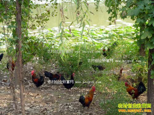 ũ��ɢ����Ӧ������� ũ��ɢ��������