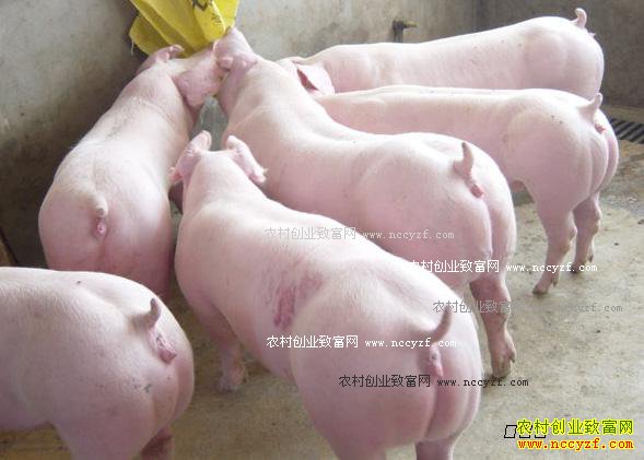 ���۸�ԭ����� ������Ƶ��ԭ��������