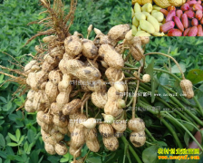 2016�껨���۸����飺�����г�������Ҿ���