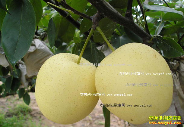 2016����۸�Ԥ�⣺�ƹ���۸��ڴ��ڻ򽫺�ת