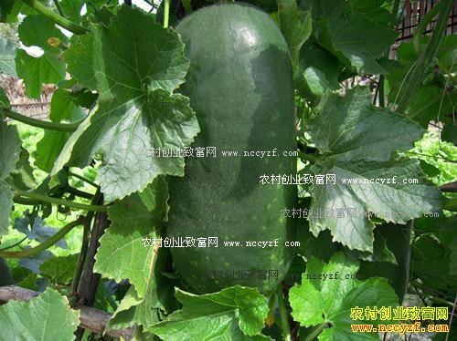 2016�궬�ϼ۸����飺�ӱ���Ƥ���ϼ۸��»�