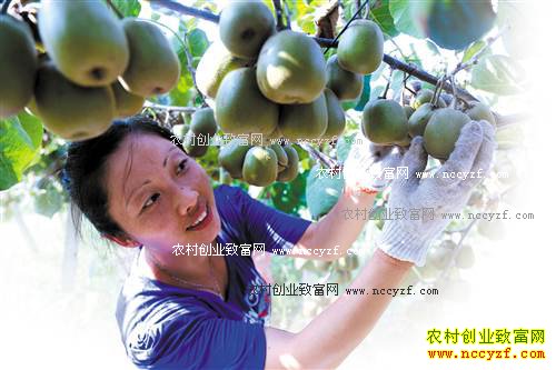 ���������غ���⨺��Ҳ�ժ ���ۼ�20Ԫһ��