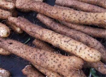 2016��ɽҩ�۸�����Ԥ�⣺ɽҩ�����ּ���,�۸����������