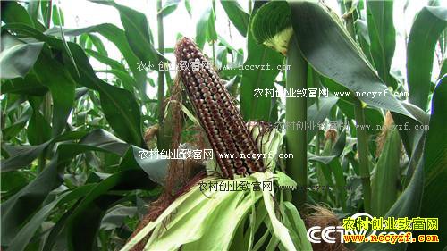 ͬ�������� ��զ������ô��