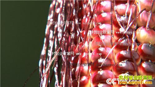 ͬ�������� ��զ������ô��