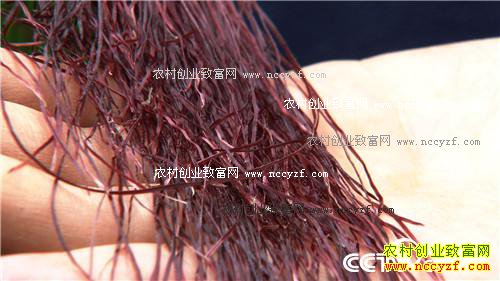 ͬ�������� ��զ������ô��