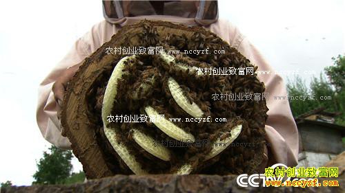 [�¸���]ɽ��С����±���׷Ѱǧ��֮��Ķ����ڷ�Ƹ�