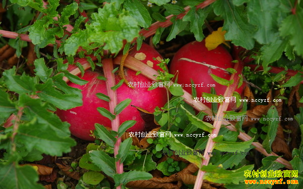 �����ϴ����ӻ���ֲ���ܲ�200Ķ������60����Ԫ