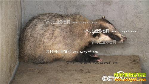 [�¸���]�ӱ��ػʵ����������������ǧ��Ƹ�