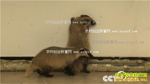 �Ƕ���С�ɰ��� ����ǧ���